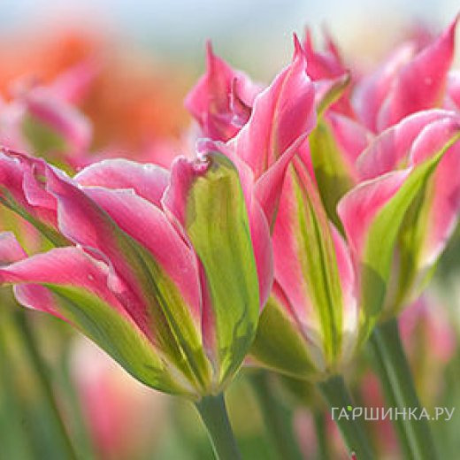 Тюльпан Виришик зеленоцветный 5шт.