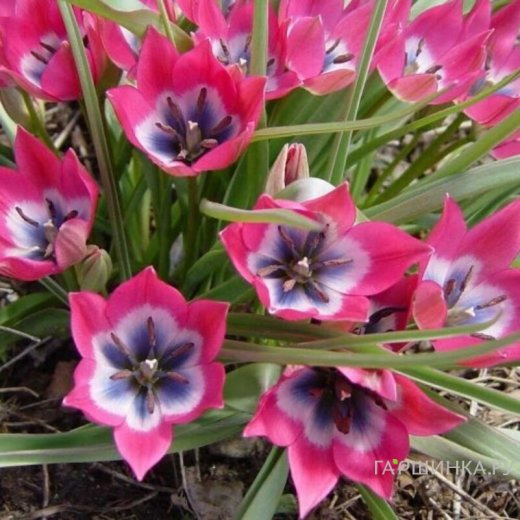 Тюльпан Литл Бьюти карликовый 10шт.