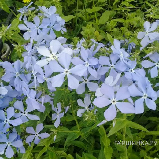 Флокс Клаудз оф Парфюм растопыренный