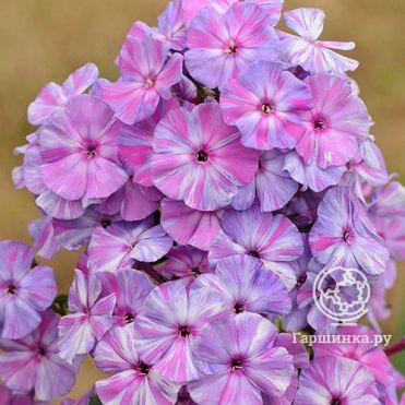 Флокс метельчатый Отэм Джой