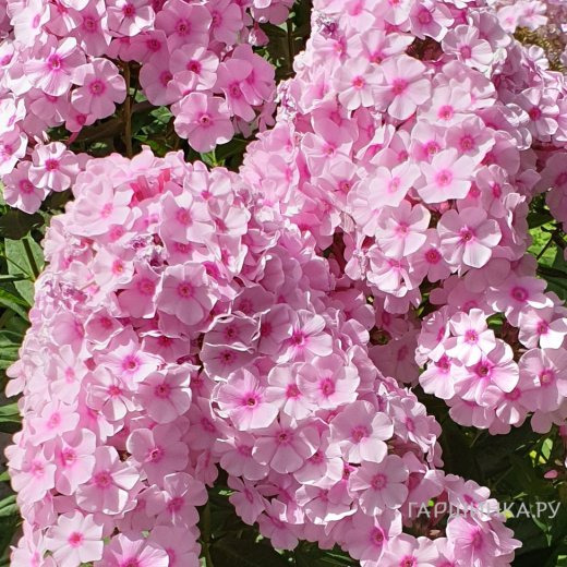 Флокс Бриллиант Айс метельчатый