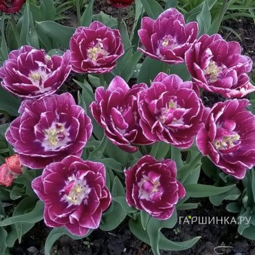 Тюльпан Дрим Тач махровый 2шт