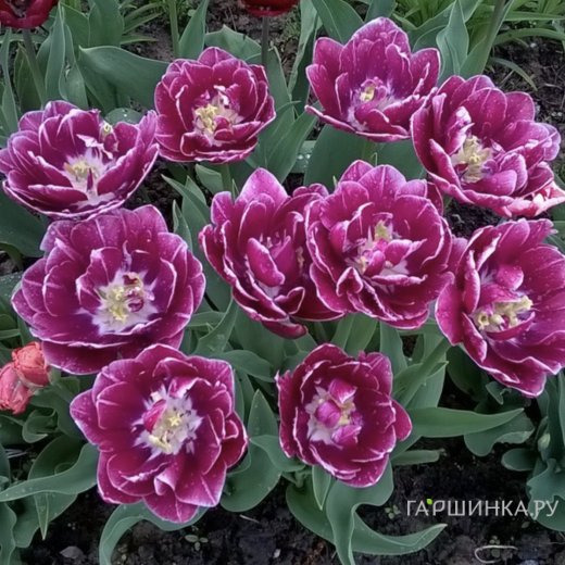 Тюльпан Дрим Тач махровый 2шт