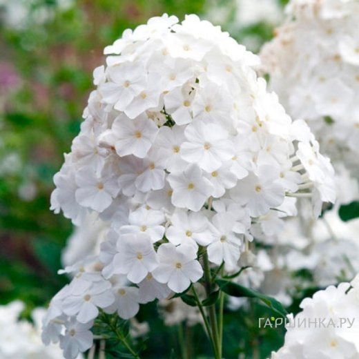 Флокс Пина Колада метельчатый