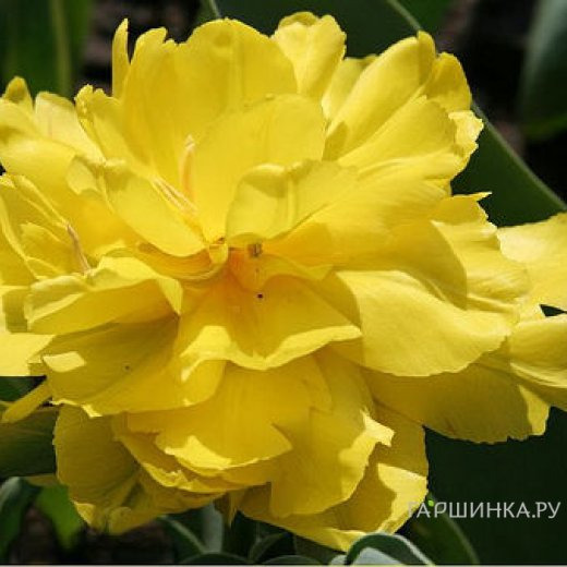 Тюльпан Монте Пеони махровый 5шт.