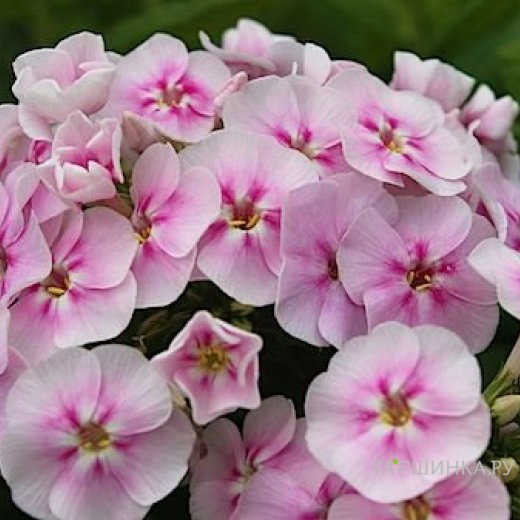 Флокс Юник Биколор метельчатый