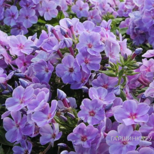 Флокс Юник Маув метельчатый