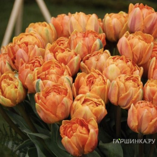 Тюльпан Оранж Принцес махровый ранний 5шт