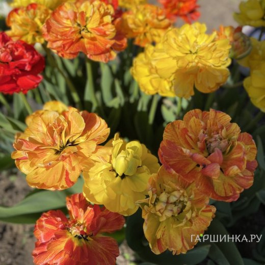 Тюльпан Санлавер махровый 5шт