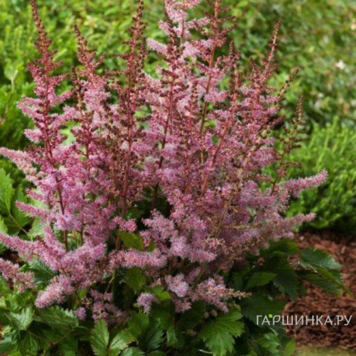 Астильба китайская Вероника Клоз