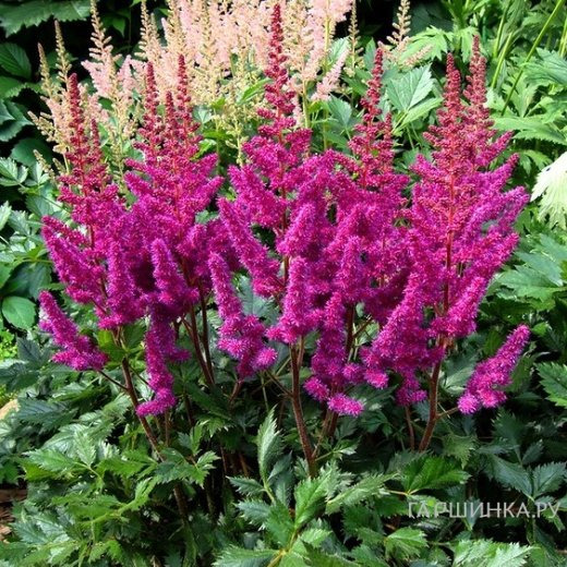 Астильба Вижн ин Ред китайская