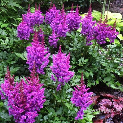 Астильба китайская Вижнс