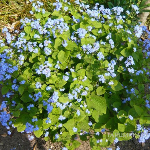 Бруннера крупнолистная