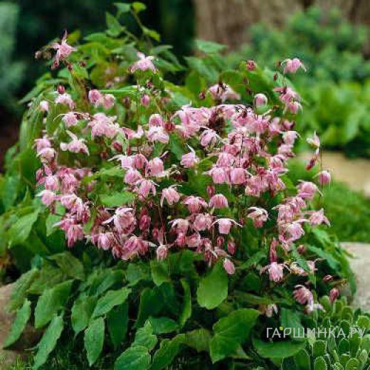 Горянка пышная Розеум