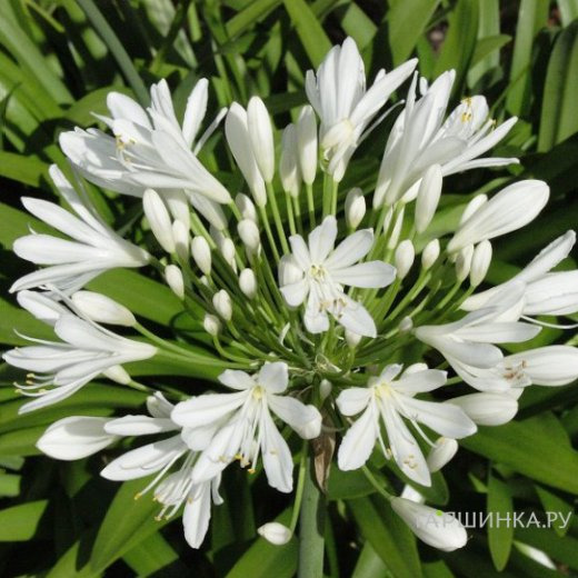 Агапантус Альбус