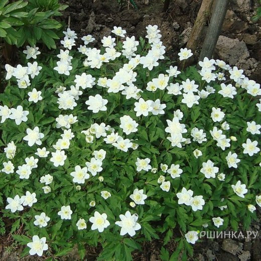 Анемона (Ветреница) дубравная