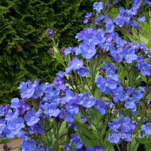 Анхуза азуреа Лоддон Роялист