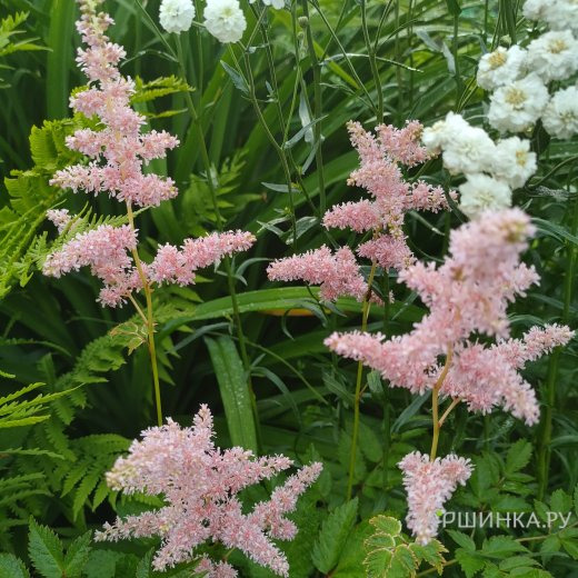 Астильба Арендса Брессингем Бьюти