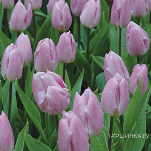 Тюльпан Кэнди Принц простой ранний 5шт.