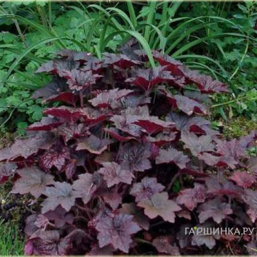 Гейхера Палас Пурпл