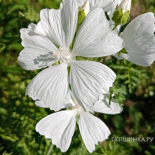 Герань кроваво-красная Альбум