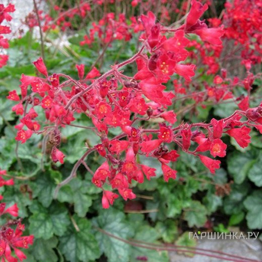 Гейхера Лючкафер