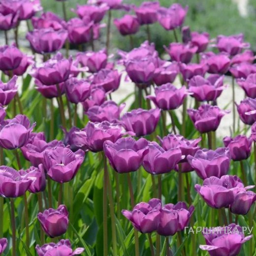 Тюльпан Блу Эмайбл поздний 5шт.