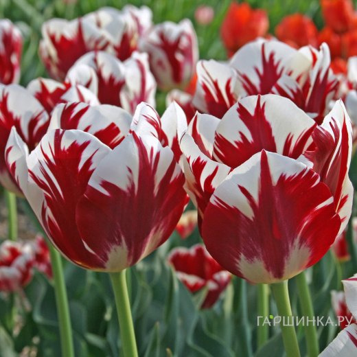 Тюльпан Гранд Перфекшн Триумф 5шт