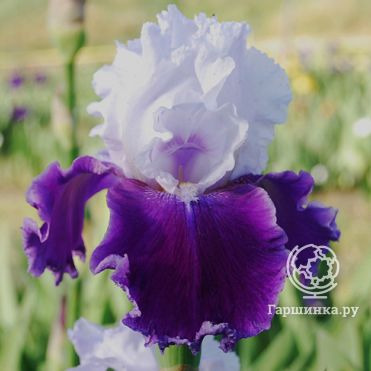 Ирис бородатый Гай Парасол