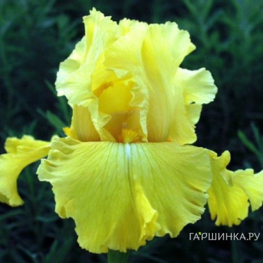 Ирис бородатый Харвест оф Меморис