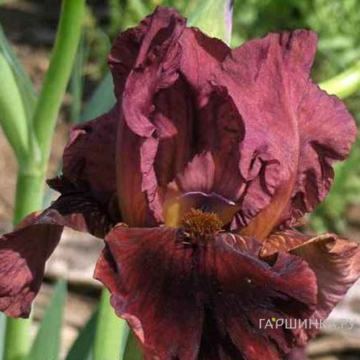 Ирис бородатый Монинг Шоу