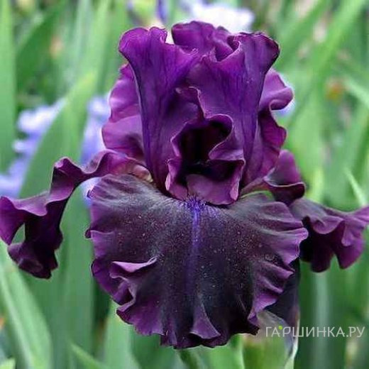 Ирис бородатый Найт Оул