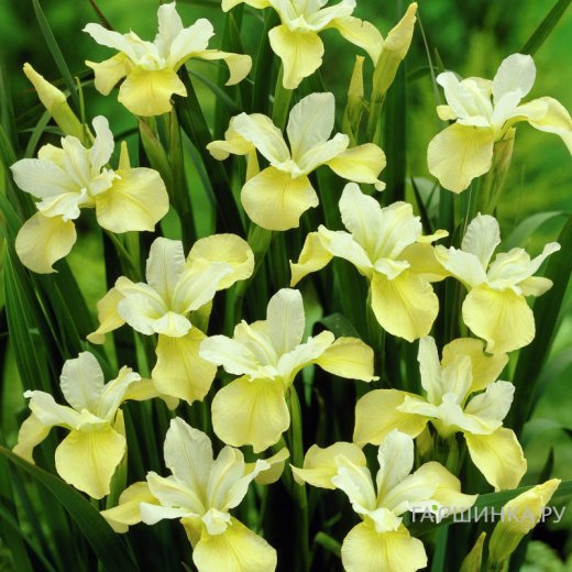 Ирис сибирский Баттер энд Шуга