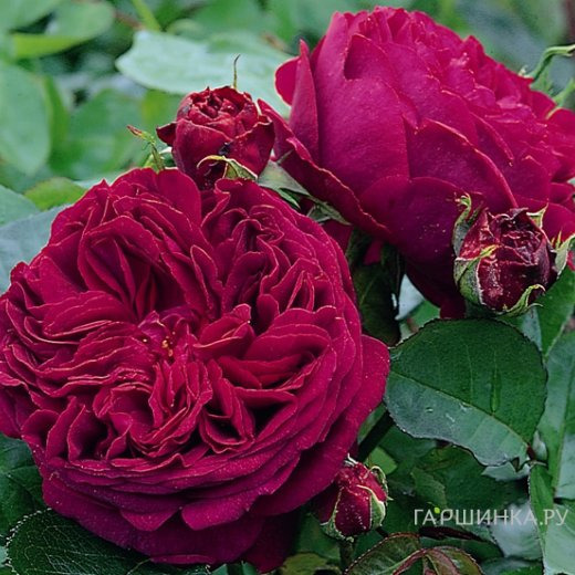 Роза Алан Сушон чайно-гибридная, Топалович (лиц)