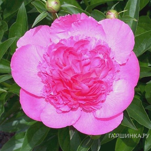 Пион Букет Перфект