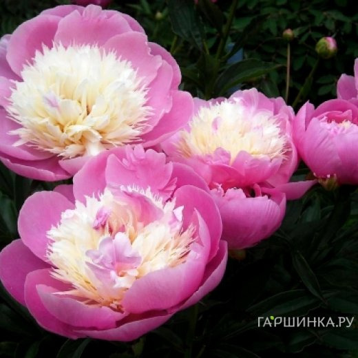 Пион Бойл оф Бьюти