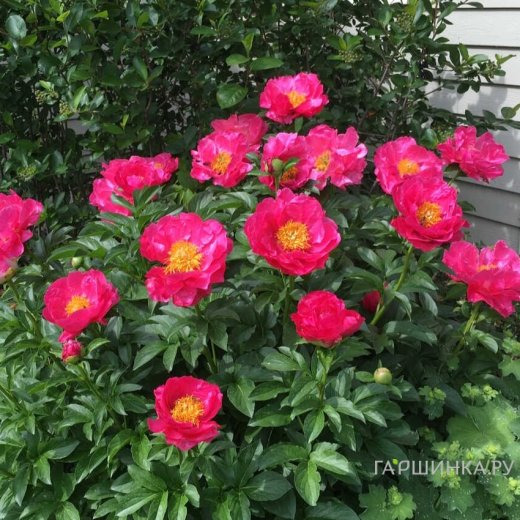 Пион Паула Фей