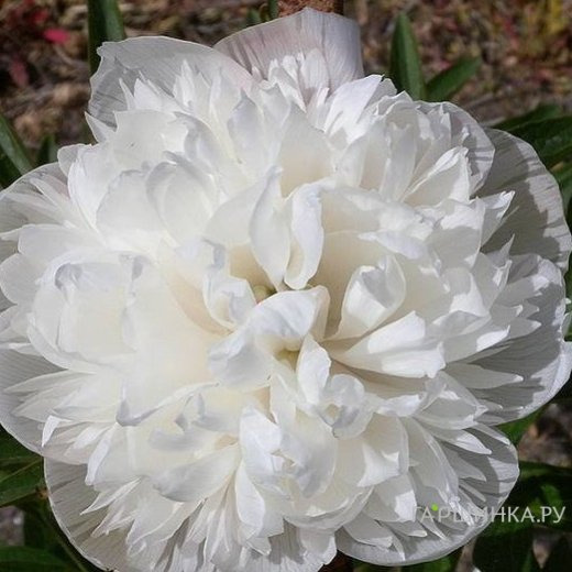 Пион лекарственный Альба Плена