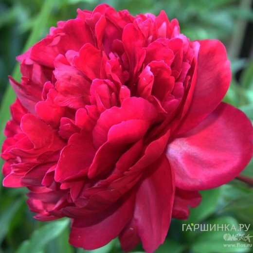 Пион лекарственный Рубра Плена