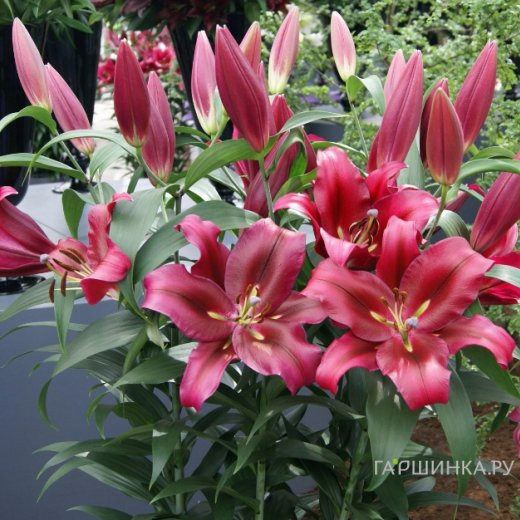 Лилия Палаццо ОТ-гибрид темно-розовая