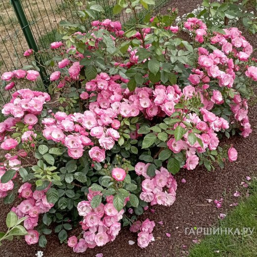 Роза Анжела флорибунда, Кордес (лиц)