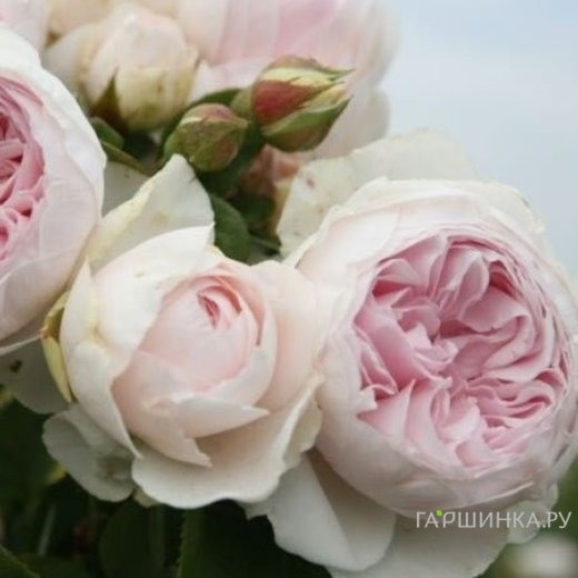 Роза Герцогиня Кристиана флорибунда, Кордес (лиц)