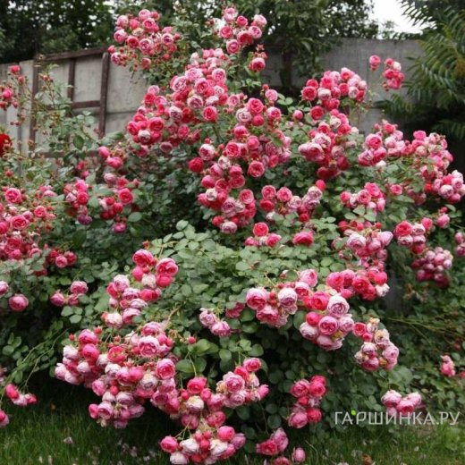 Роза Помпонелла флорибунда, Кордес (лиц)