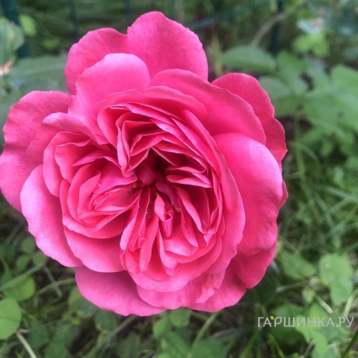 Роза Розариум Ютерсен, Кордес (лиц)