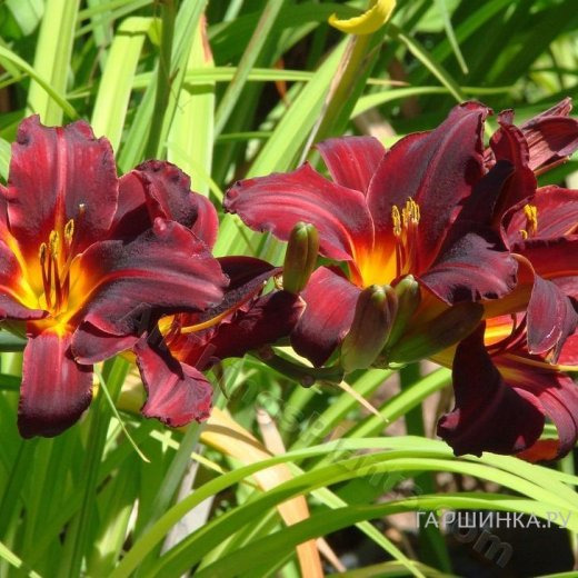 Лилейник Чикаго Блэкаут