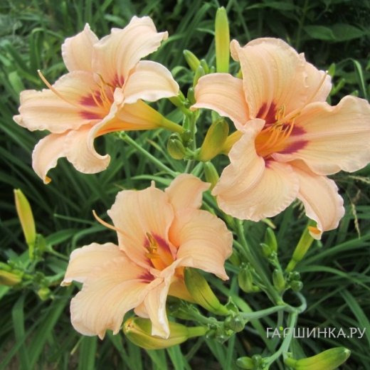 Лилейник Лин Хол