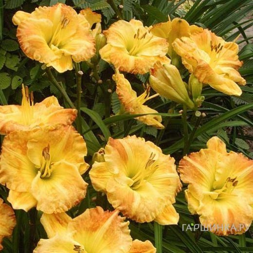 Лилейник Смаглерс Голд