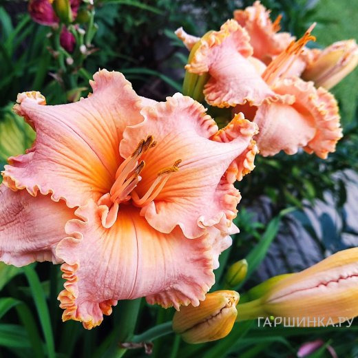 Лилейник Спейскоаст Старбёрст