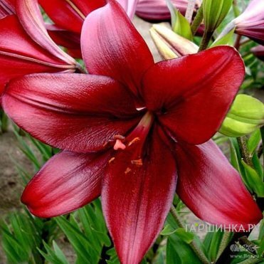 Лилия Динамикс ЛА-гибрид