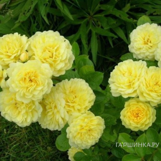 Роза Анни Дюпрей, флорибунда, Топалович (лиц)